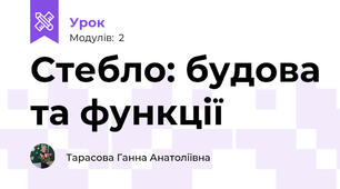 Стебло: будова та функції