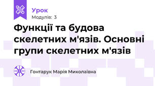 Функції та будова скелетних м'язів. Основні групи скелетних м'язів