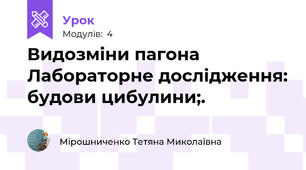 Видозміни пагона Лабораторне дослідження: будови цибулини;.