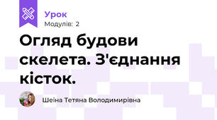 Огляд будови скелета. З'єднання кісток.