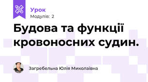 Будова та функції кровоносних судин.