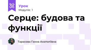 Серце: будова та функції
