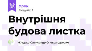 Внутрішня будова листка