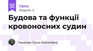 Будова та функції кровоносних судин