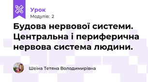 Будова нервової системи. Центральна і периферична нервова система людини.