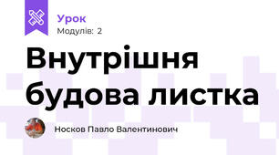Внутрішня будова листка