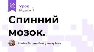 Спинний мозок.