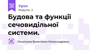 Будова та функції сечовидільної системи.