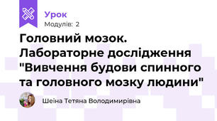 Головний мозок. Лабораторне дослідження "Вивчення будови спинного та головного мозку людини"