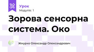 Зорова сенсорна система. Око