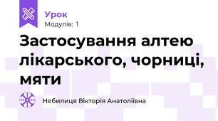 Застосування алтею лікарського, чорниці, мяти