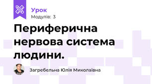 Периферична нервова система людини.