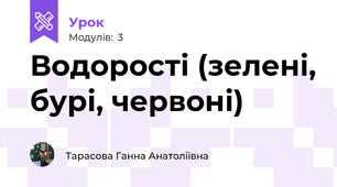 Водорості (зелені, бурі, червоні)