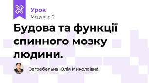 Будова та функції спинного мозку людини.