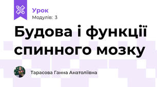 Будова і функції спинного мозку