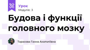 Будова і функції головного мозку
