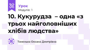 10. Кукурудза  – одна «з трьох найголовніших хлібів людства» 