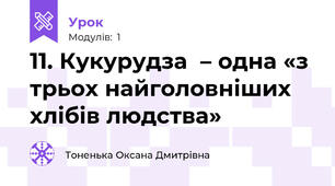 11. Кукурудза  – одна «з трьох найголовніших хлібів людства» 