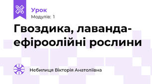 Гвоздика, лаванда- ефіроолійні рослини