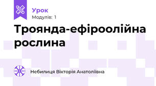 Троянда-ефіроолійна рослина