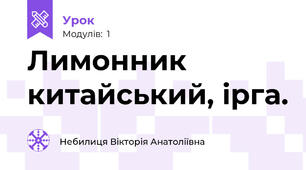 Лимонник китайський, ірга.