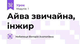 Айва звичайна, інжир