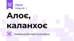 Алоє, каланхоє