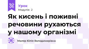 Як кисень і поживні речовини рухаються у нашому організмі