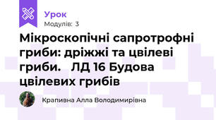 Мікроскопічні сапротрофні гриби: дріжжі та цвілеві гриби. 	ЛД 16 Будова цвілевих грибів 