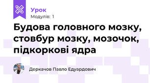 Будова головного мозку, стовбур мозку, мозочок, підкоркові ядра