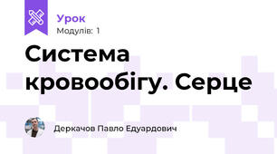 Система кровообігу. Серце 