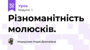 Різноманітність молюсків. 