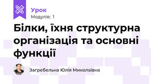Білки, їхня структурна організація та основні функції