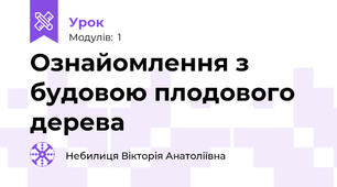 Ознайомлення з будовою плодового  дерева