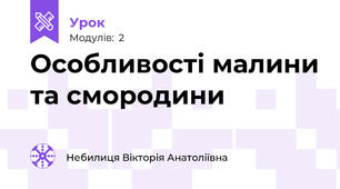 Особливості малини та смородини