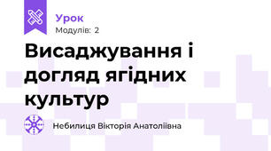 Висаджування і догляд ягідних культур