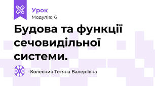 Будова та функції сечовидільної системи.