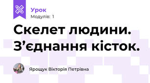 Скелет людини. З’єднання кісток.