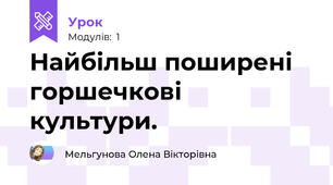 Найбільш поширені горшечкові культури.