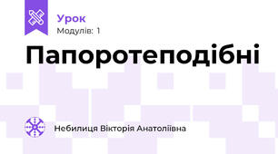 Папоротеподібні
