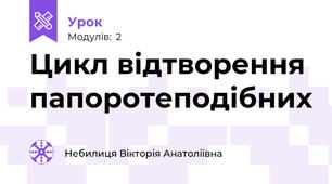 Цикл відтворення папоротеподібних