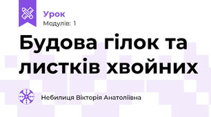 Будова гілок та листків хвойних