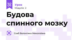Будова спинного мозку