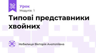 Типові представники хвойних