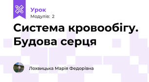 Система кровообігу. Будова серця