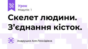 Скелет людини. З’єднання кісток.