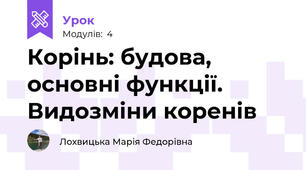 Корінь: будова, основні функції. Видозміни коренів
