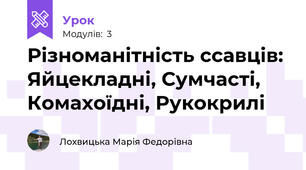 Різноманітність ссавців: Яйцекладні, Сумчасті, Комахоїдні, Рукокрилі