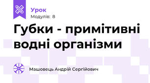 Губки - примітивні водні організми