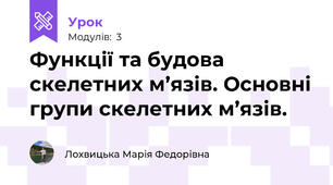 Функції та будова скелетних м’язів. Основні групи скелетних м’язів. 